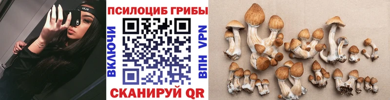 Псилоцибиновые грибы Cubensis  Купить закладки  Людиново 